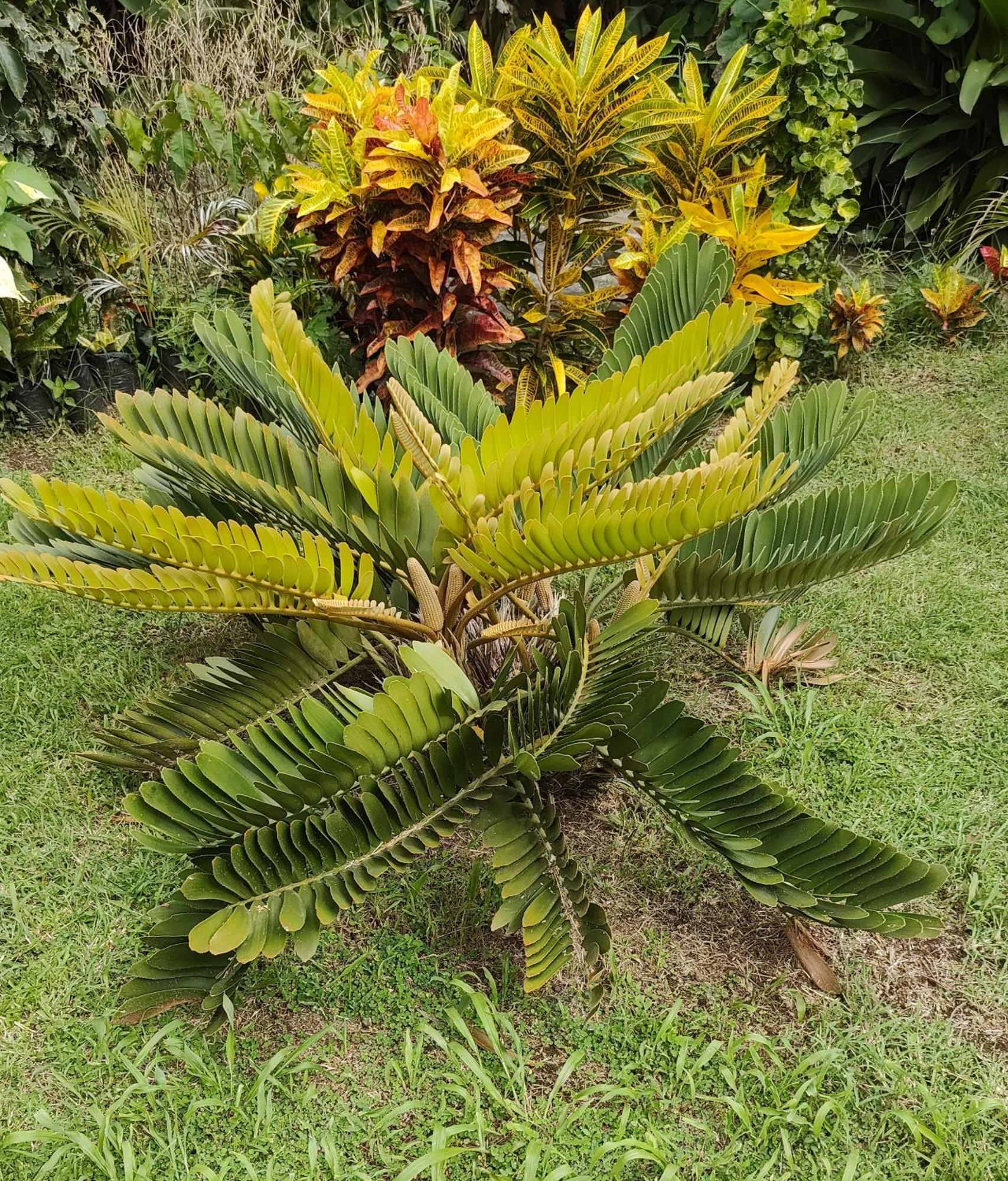 Villa BenCastle Gros Islet Exterior foto
